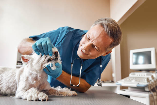 Best Walk-In Emergency Dentist in Dunedin, FL